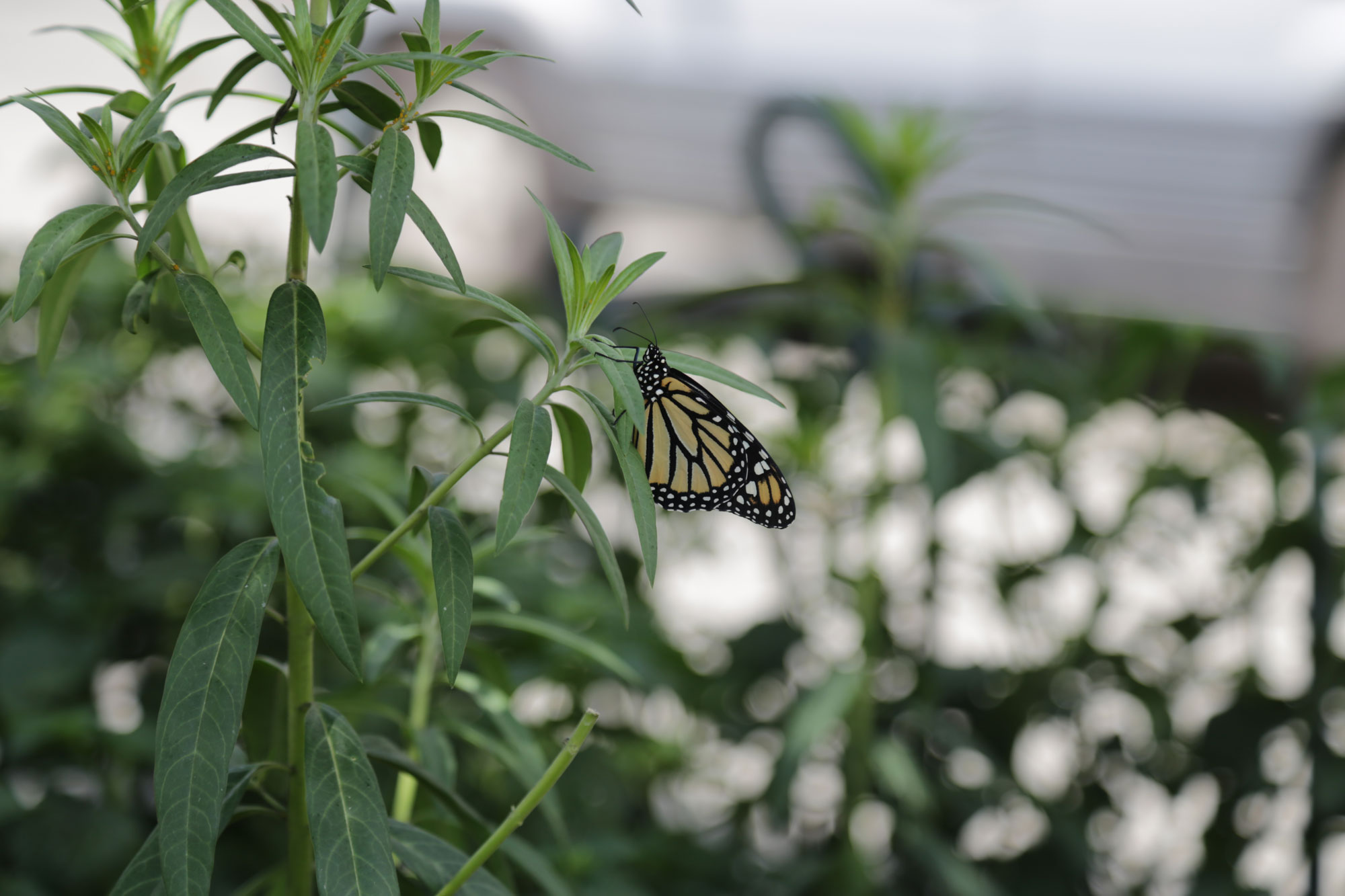 Fauna y flora en Medellín
