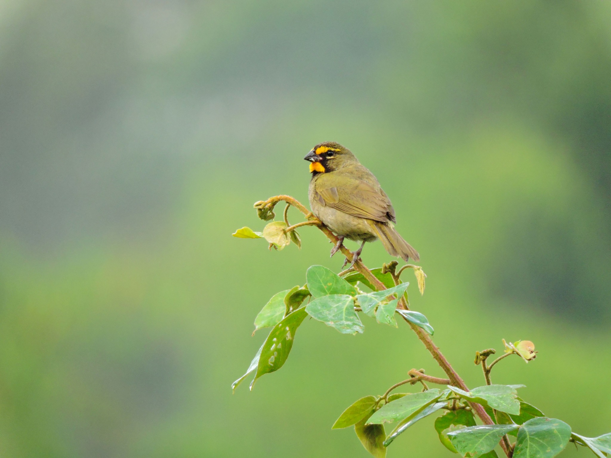 Ave silvestre en un entorno natural del Distrito de Medellín